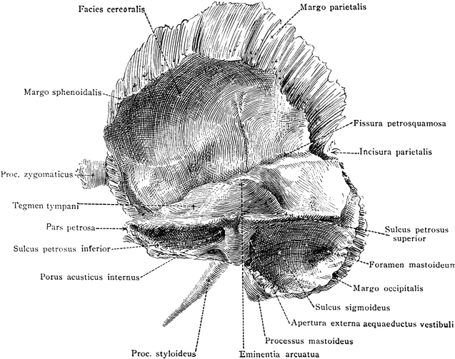 Did you know that cranial bones move?!!