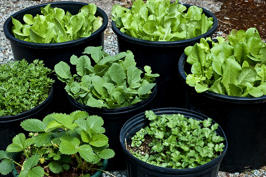 Best Vegetables to Grow in Pots | Most Productive Vegetables for Containers