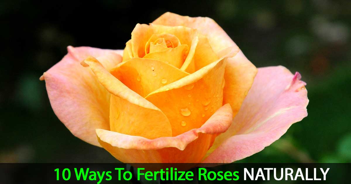 Rose Fertilizer Tips: Selecting The BEST Natural Fertilizer For Roses