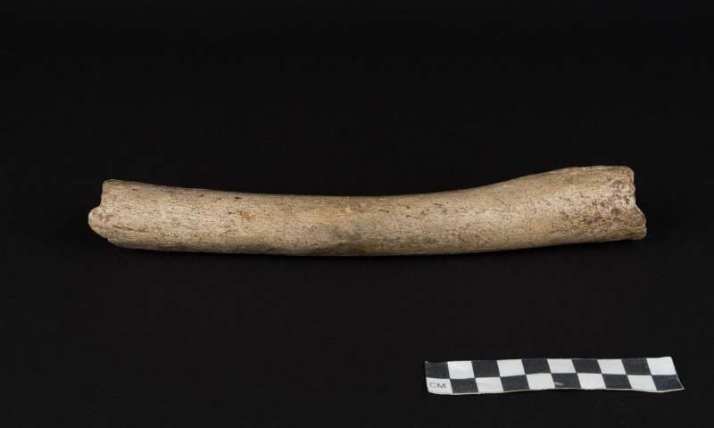 History changer? A 124,000-year-old thigh bone contains modern dna