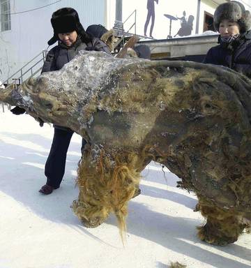 Research team ‘wakes up’ mammoth cell nuclei