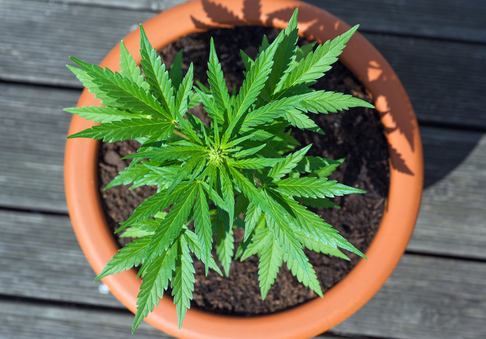 How To Grow A Single Marijuana Plant Indoors
