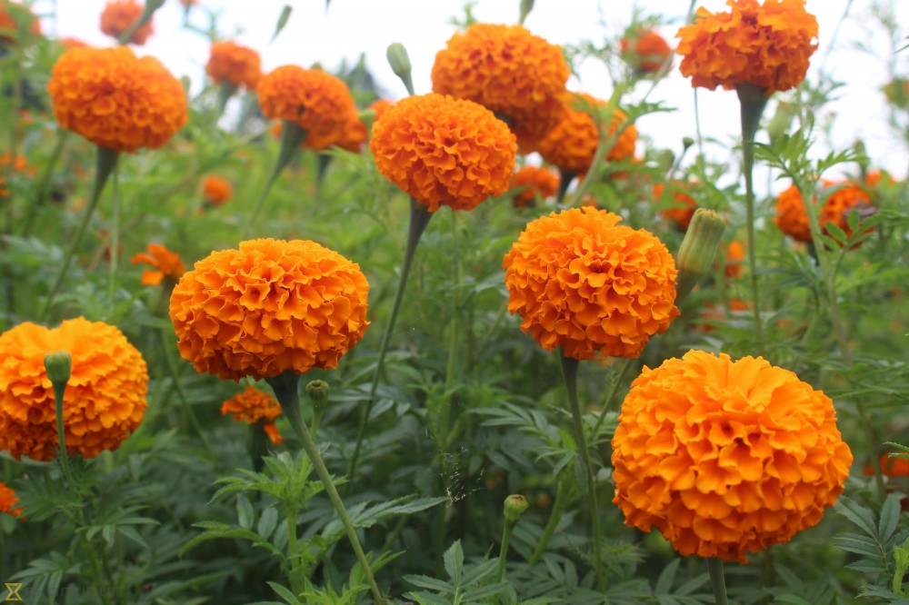 How the humble marigold outsmarts a devastating tomato pest