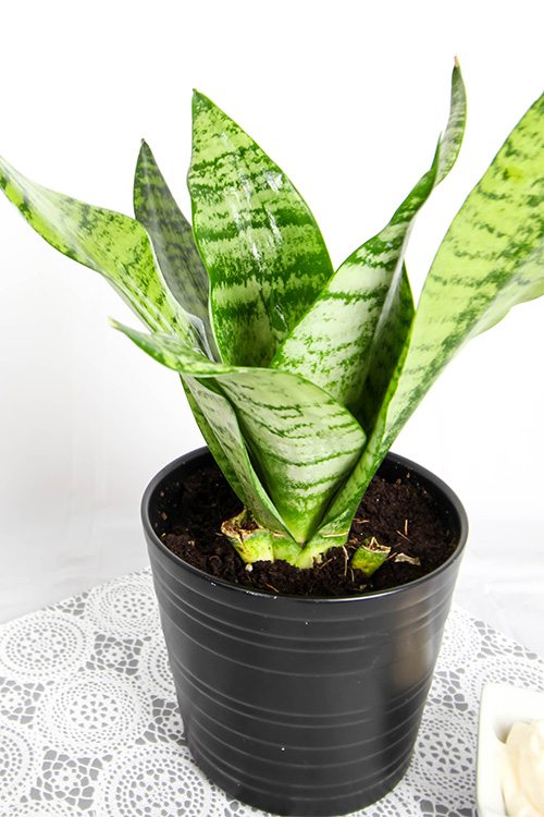 The Mayonnaise House Plant Trick | The Creek Line House