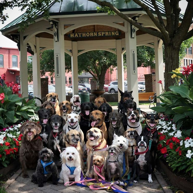 These Lovely Dogs ‘Pack Walk’ And Pose For Pictures Together Every Day