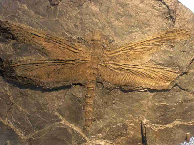 The Largest Insect Ever Existed Was a Giant “Dragonfly”