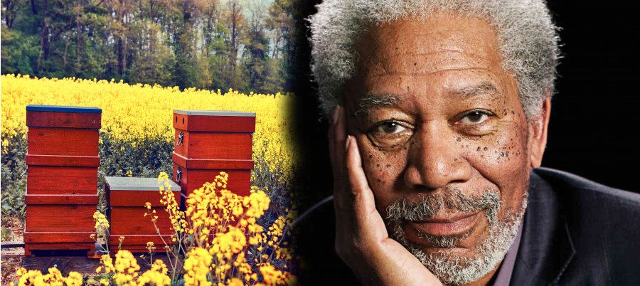 Morgan Freeman Converted His 124-Acre Ranch Into A Bee Sanctuary