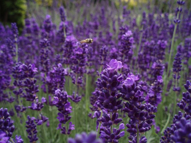 12 plants that repel unwanted insects