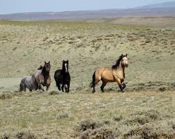 Federal government offering $1,000 to anyone adopting a wild horse