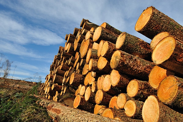 Pacific Northwest timber industry: As prices slide, job fears grow