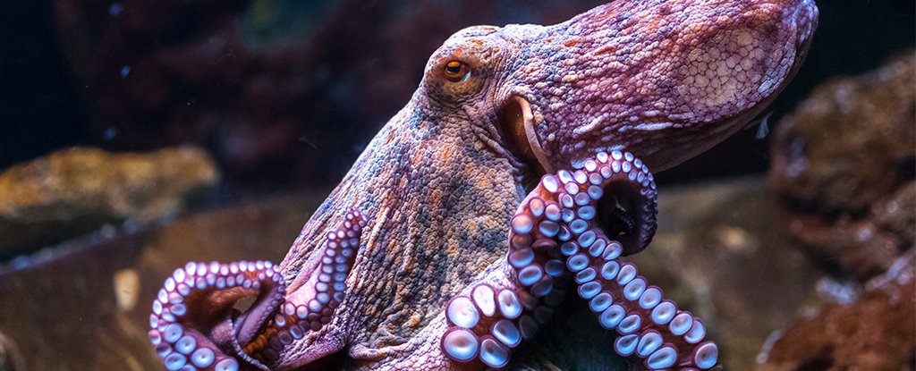 Octopus And Squid Evolution Is Officially Weirder Than We Could Have Ever Imagined