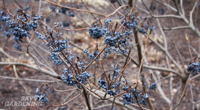 Six reasons to NOT clean up the garden this fall
