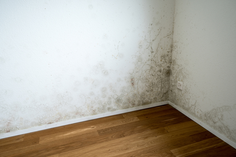 The Dangerous Effects of Toxic Black Mold