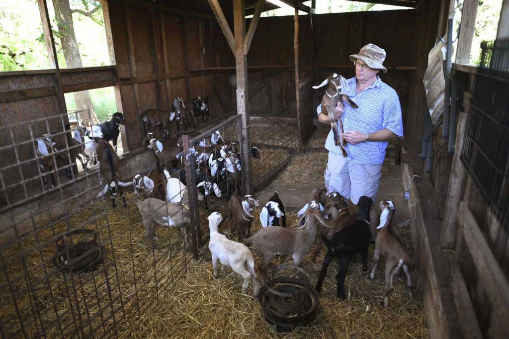 America’s new pastime? Milking goats.