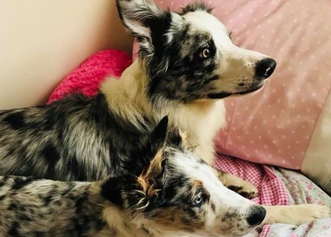 Leyland runner ‘saved by dogs’ after hill fall