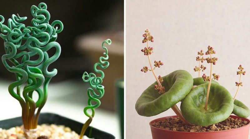 9 Of The Most Uniquely Beautiful Houseplants That You Never Knew Existed