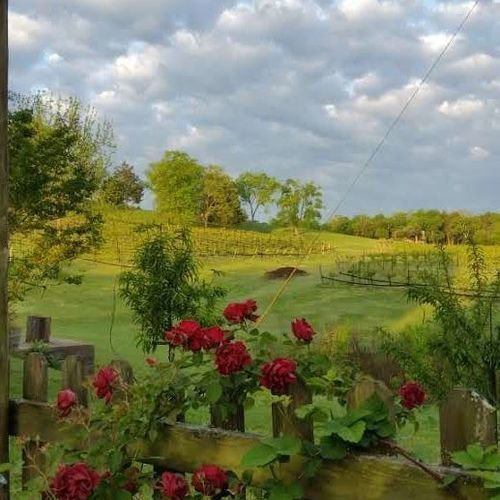 Gardening Highlights From Tennessee – FineGardening