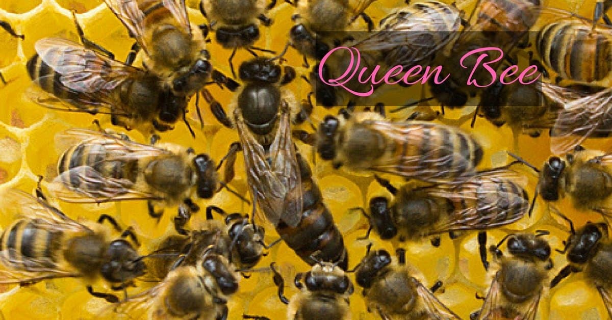 7 Queen Bee Facts: That Will Amaze You
