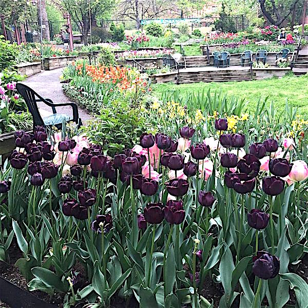 Tulip Festival at West Side Community Garden | I Love The UWS