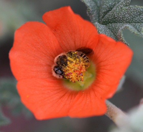 There’s A Bee Species That Sleep In Flowers And It’s As Cute As It Sounds
