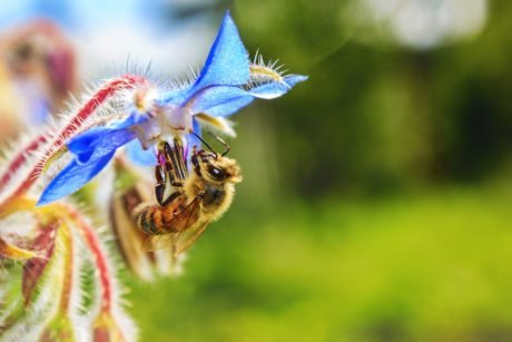 10 Plants That Will Help Attract Bees to Your Garden in the Spring – One Green PlanetOne Green Planet
