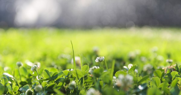 12 reasons to plant a clover lawn | TreeHugger