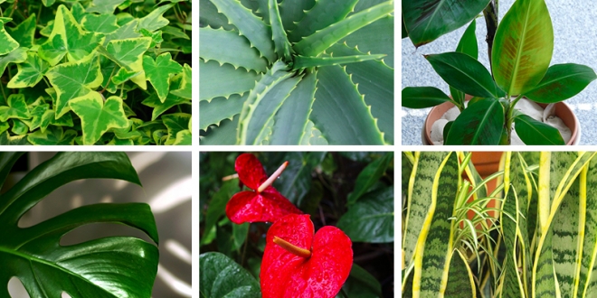 According To NASA’s Clean Air Study, These 10 Plants Are Oxygen Powerhouses
