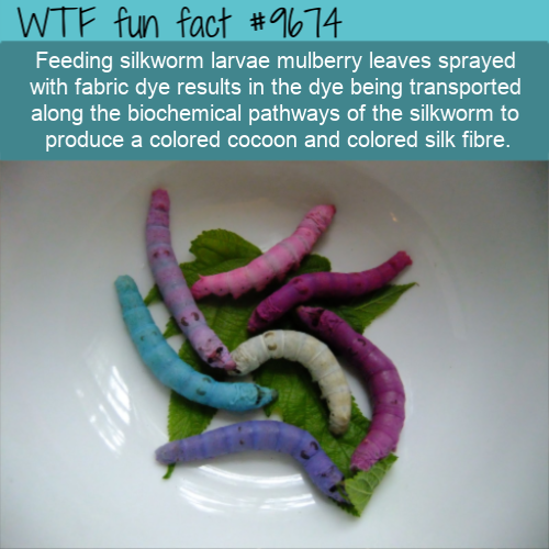 Feeding silkworm larvae mulberry leaves sprayed…