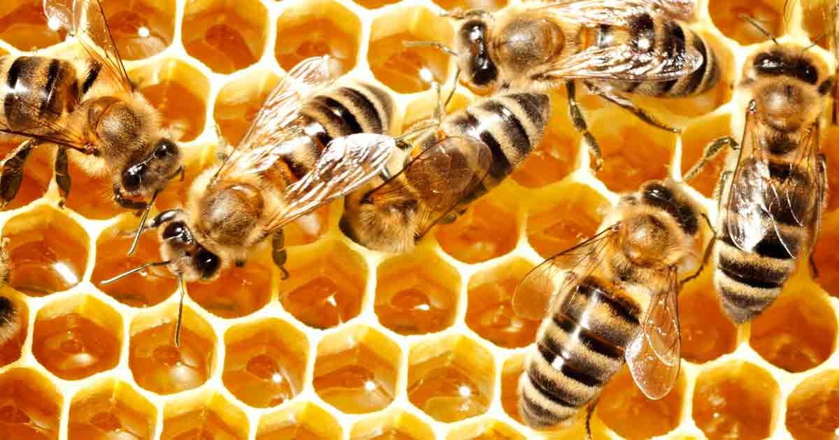 May 20 Is World Bee Day