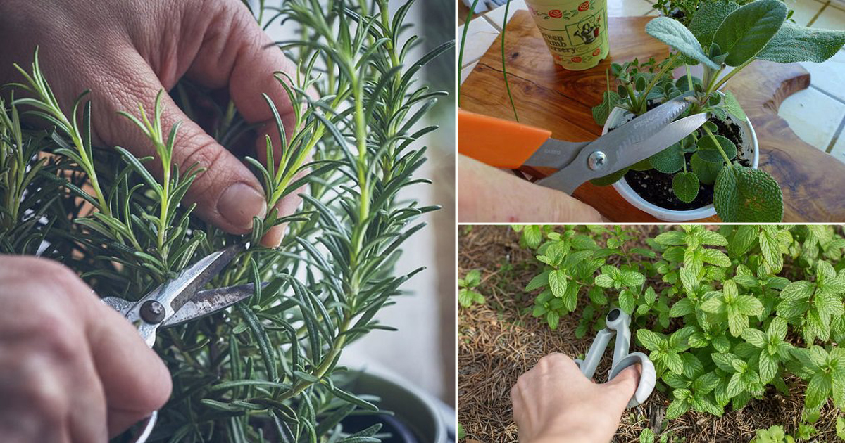 11 Herbs That Grow From Cuttings | Balcony Garden Web