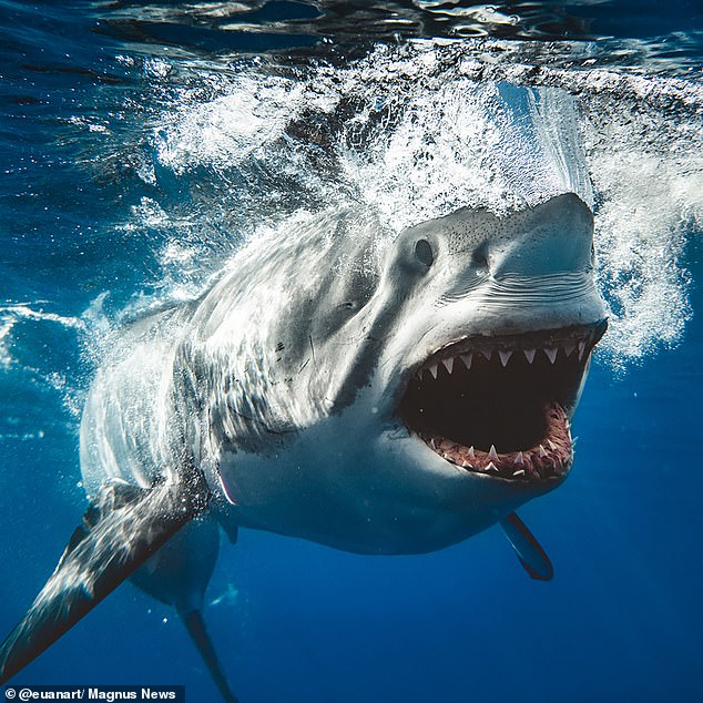 The real-life Jaws: Cage diver captures terrifying image of a great white shark heading for the surface – just like the famous poster for Spielberg’s 1975 classic