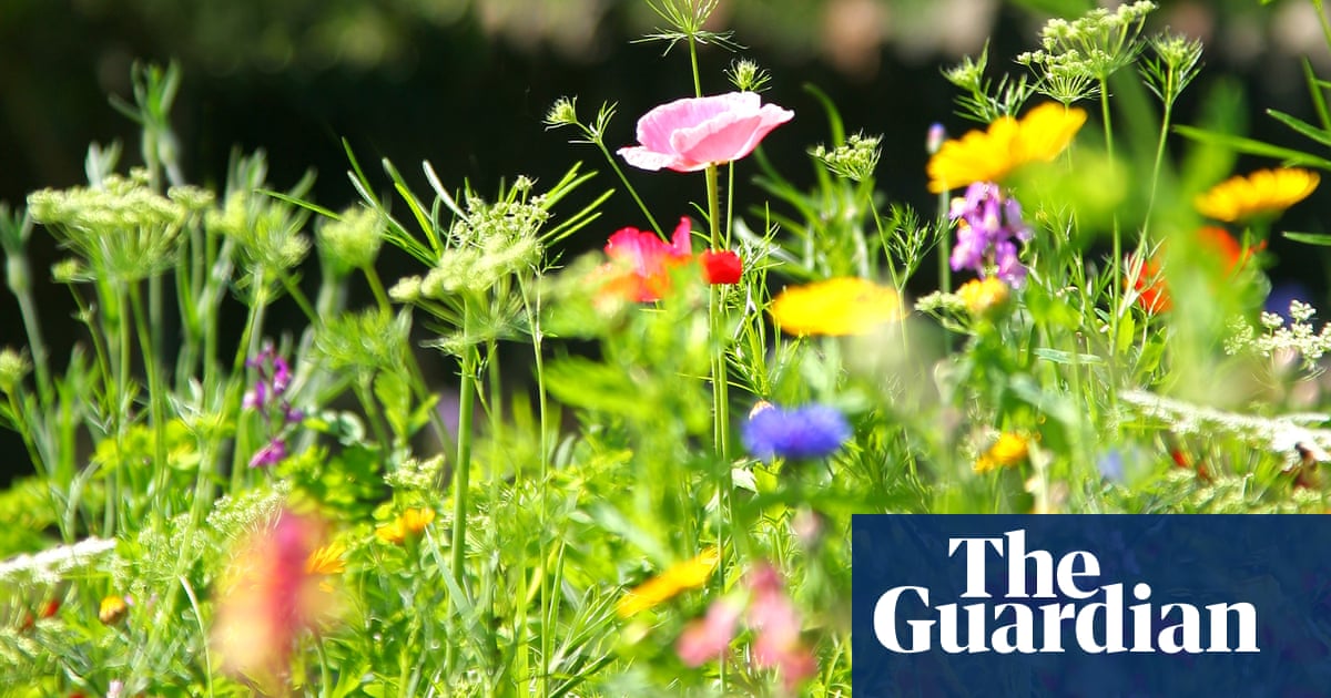 Why you should turn your lawn into a meadow | Life and style | The Guardian