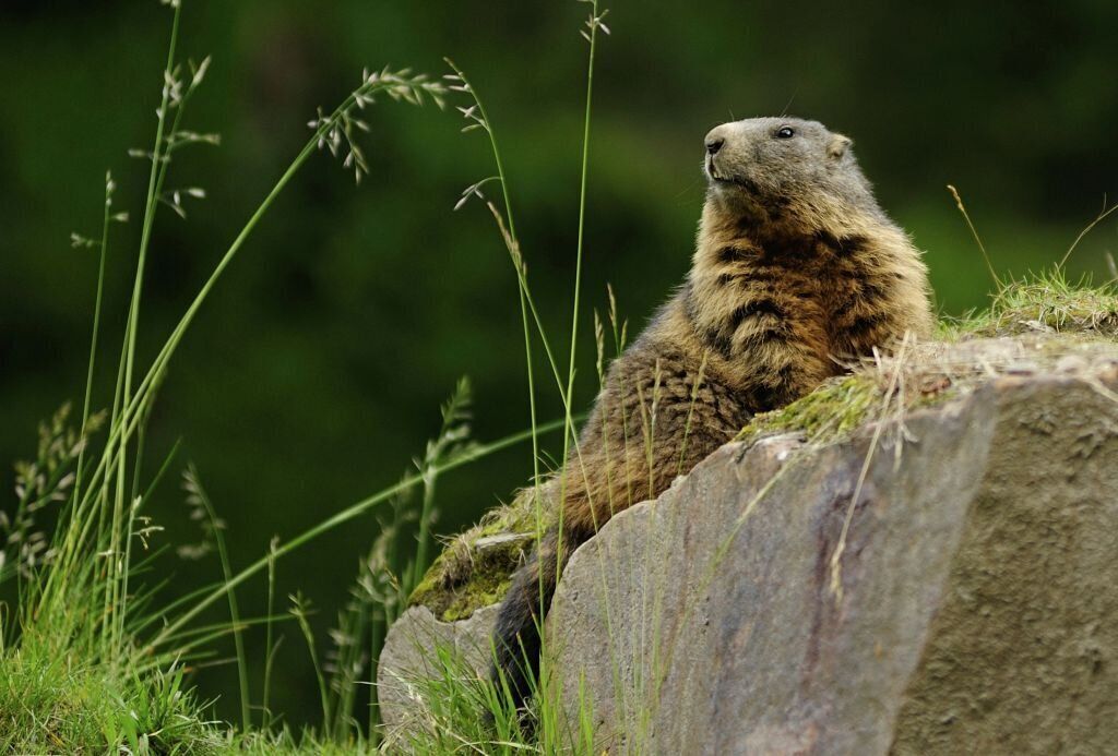 Couple die in Mongolia of bubonic plague after eating raw marmot