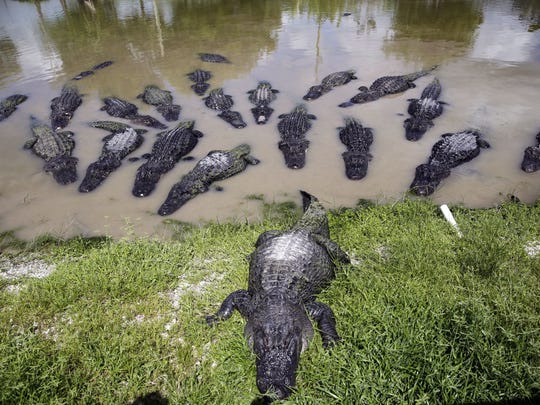 Alligator and Sharks encounters are on the rise, Maybe they really like the taste of humans!