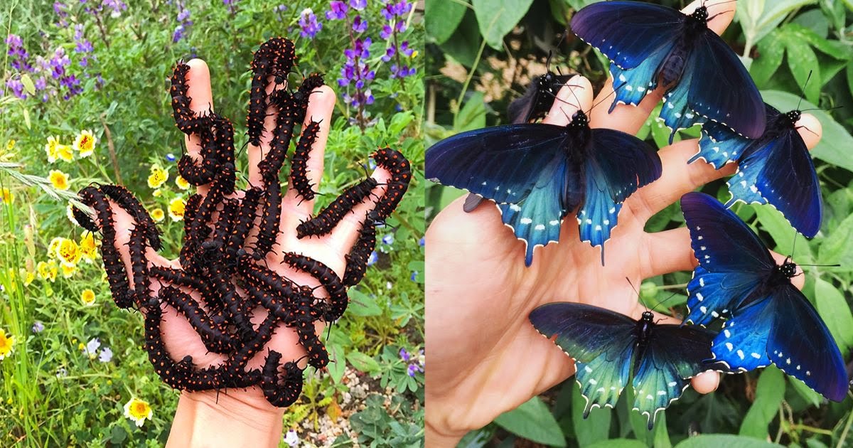 How One Man Singlehandedly Repopulated a Rare Butterfly Species in His Backyard