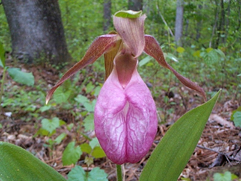 Lady’s Slipper, Moccasin Flower: Appalachia’s Vanishing Flower