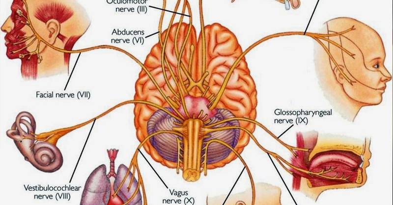 How to Naturally Stimulate Vagus Nerve to Stop Migraines, Inflammation and Depression!