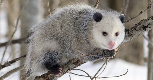 How to help get rid of ticks on your property | TreeHugger