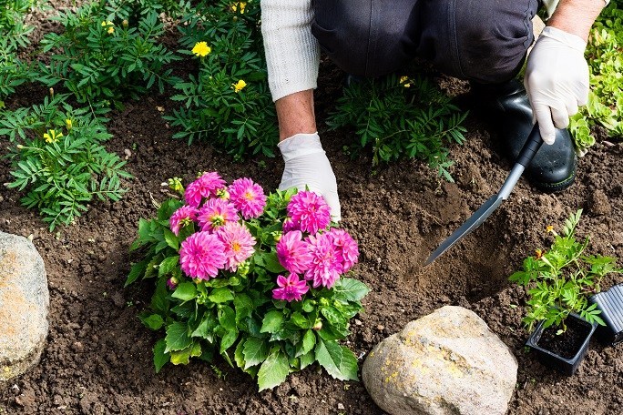 Easy, Natural Ways to Keep Bugs Away From Your Yard