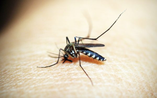 Here’s how to repel mosquitoes while working in the yard