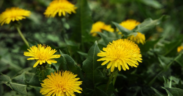 Please eat the dandelions: 9 edible garden weeds | TreeHugger