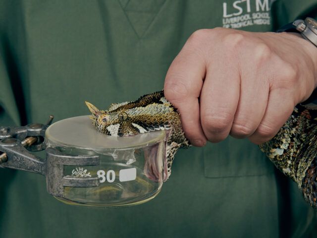 Snakebites declared world’s biggest hidden health crisis