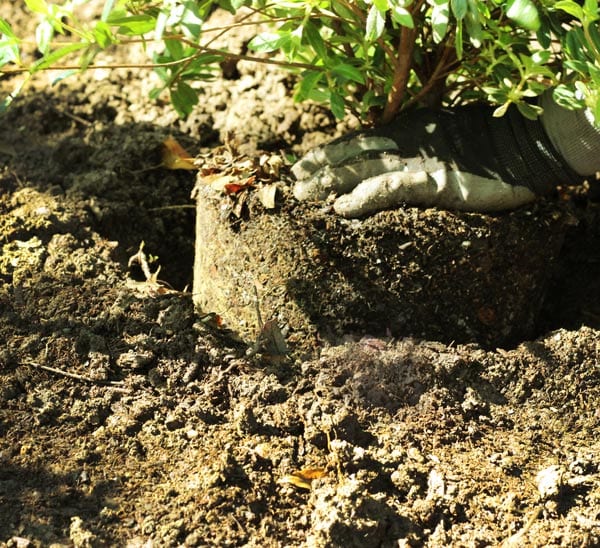 How to Plant Shrubs Properly