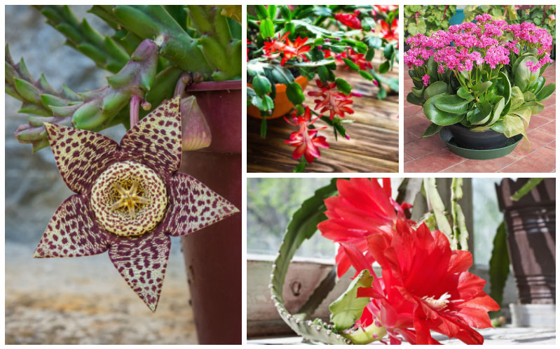 10 Beautiful Flowering Succulents – Garden Lovers Club