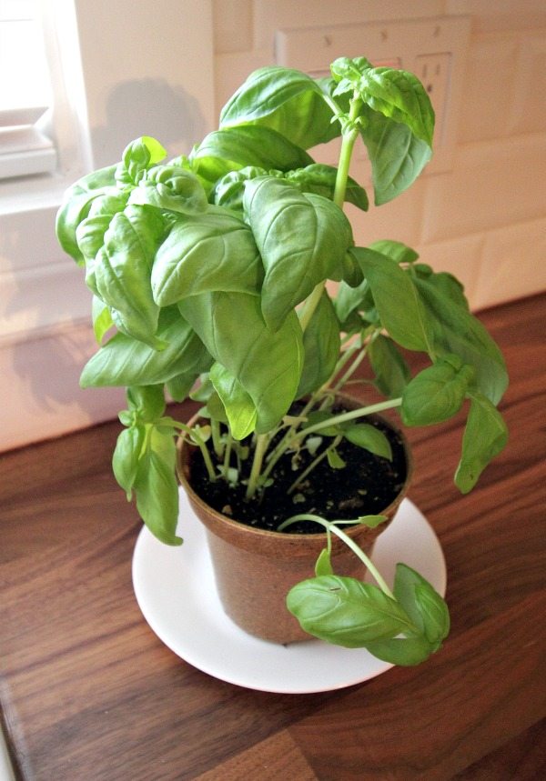 How to Harvest Basil for Strong and Productive Plants! | The Creek Line House