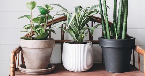 Interacting with houseplants does this for the mind and body | TreeHugger