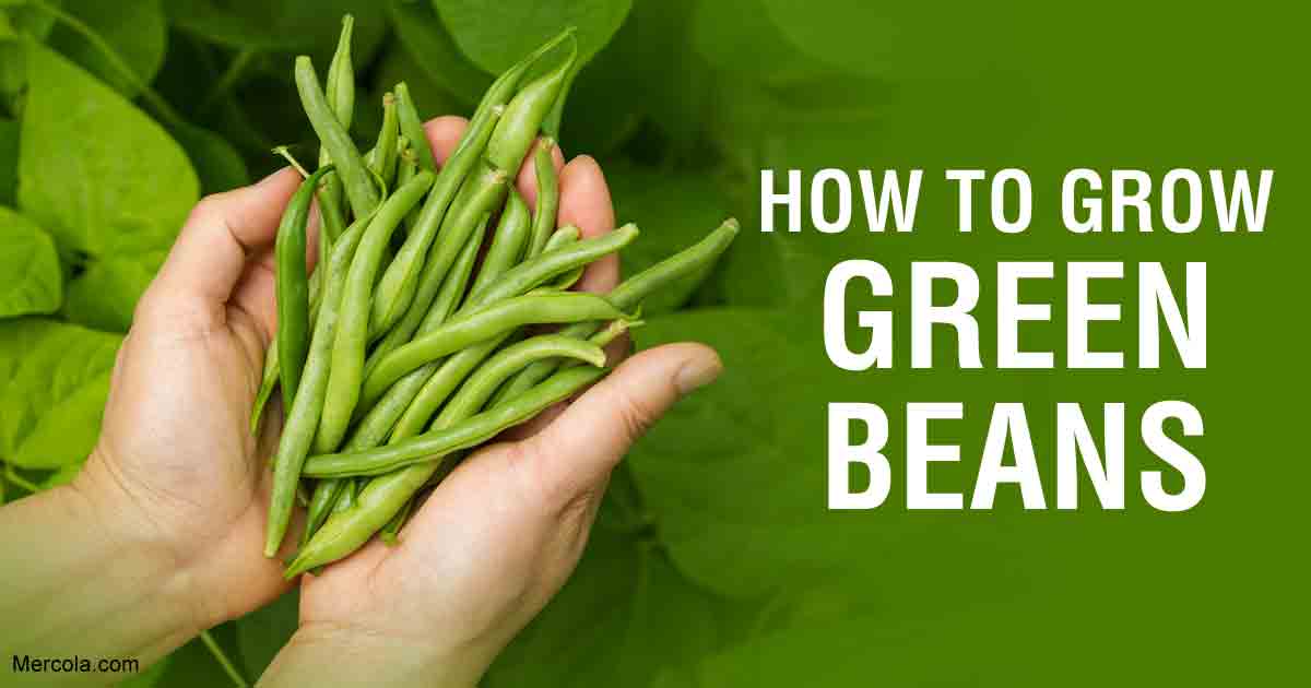 How to Grow Green Beans