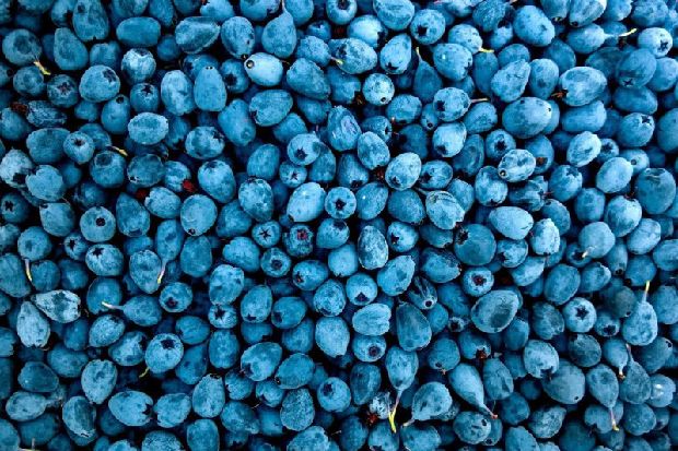 Exam season: these are the foods you should eat to get the best results, according to a Sunderland expert – Sunderland Echo