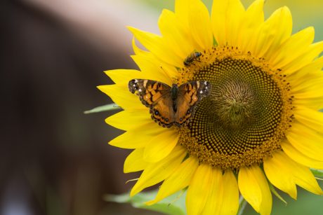 Why Sunflowers Are So Green for the Garden – One Green PlanetOne Green Planet