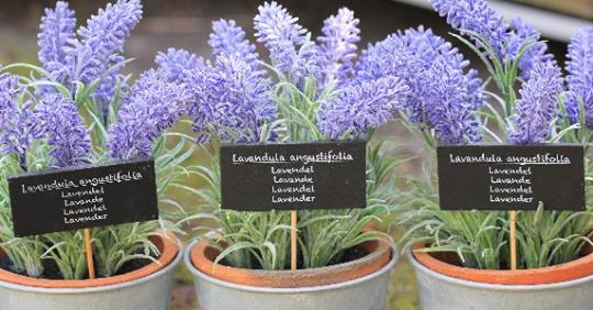Keep Lavender Plant in Your Bedroom: It Dramatically Improves Sleep, and Reduces Anxiety